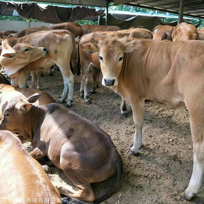 养殖场供应西门塔尔牛养殖场肉牛收购小牛肉牛邦进牧业