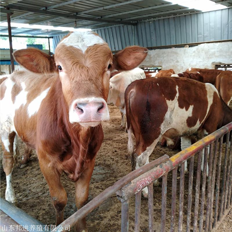 养殖场供应肉牛养殖基地 养殖肉牛 屠宰场肉牛 邦进牧业