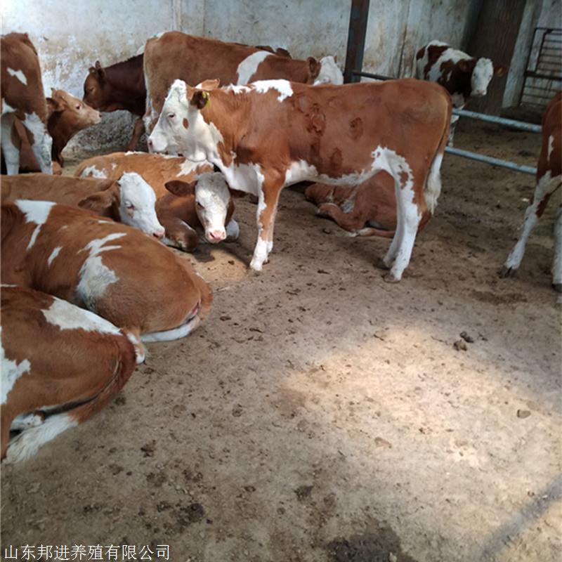 养殖场供应鲁西黄牛养殖场 文山州肉牛 效益肉牛 邦进牧业