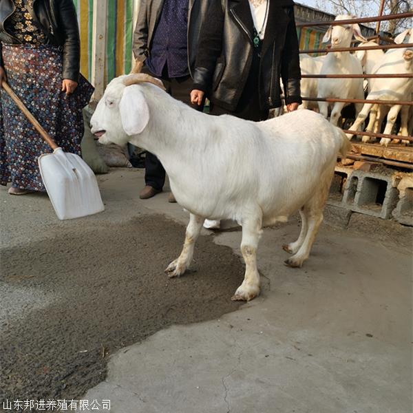 美国白山羊批发 肉羊成品羊厂家