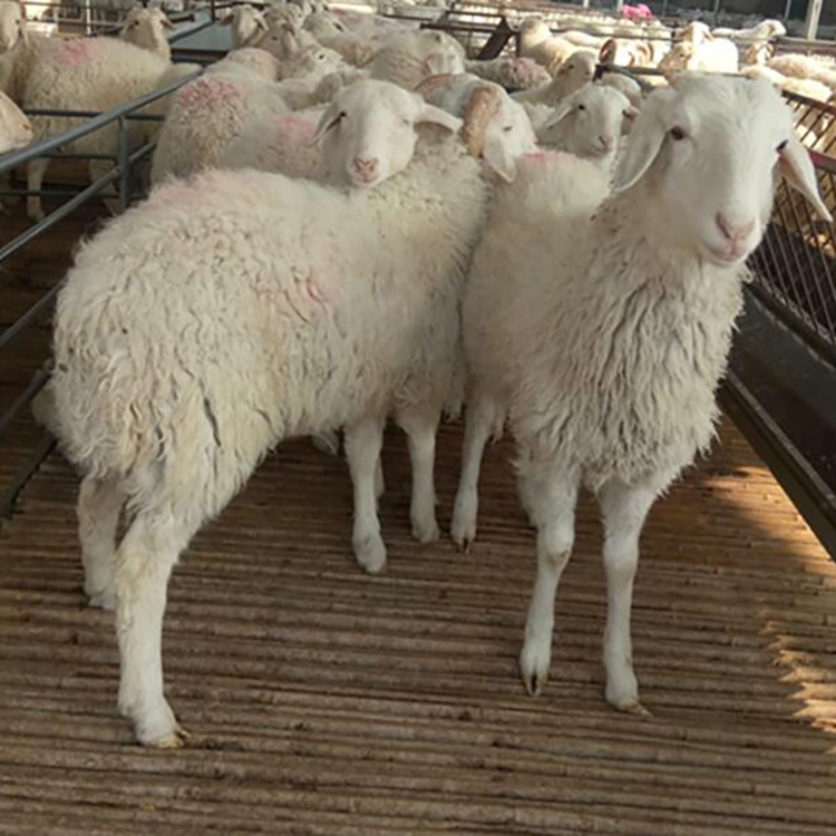 澳洲白绵羊羔 厂家供应小羊羔 种羊苗羊羔种羊崽 供应商