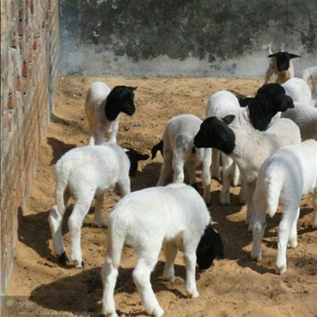 澳洲白绵羊孕羊 纯种杜泊绵羊养殖场 量大价优