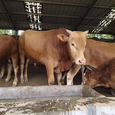 夏洛莱牛基地 肉牛品种 黄牛育