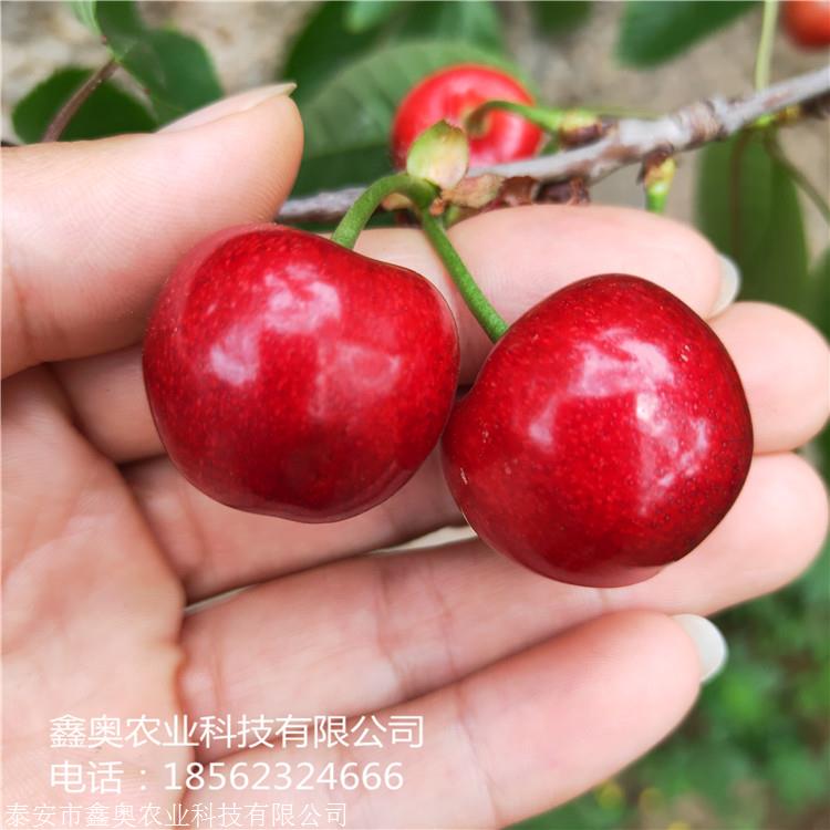 新闻快报:拉宾斯樱桃树苗根系好