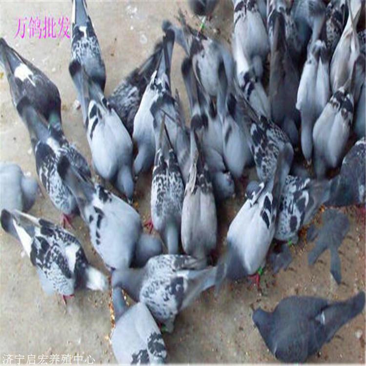什么地方有卖鸽子的出售白羽王鸽子一批价格便宜