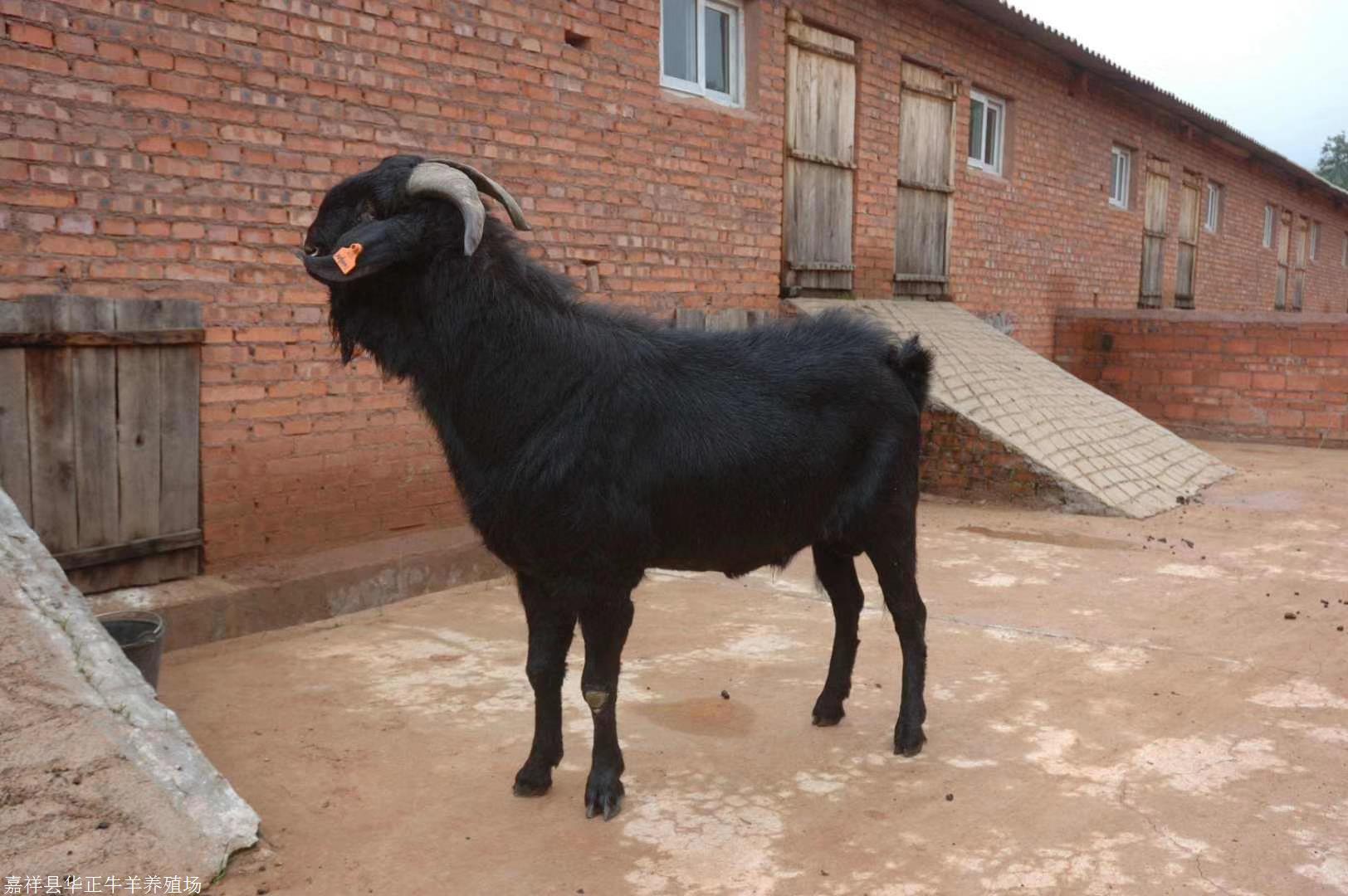 努比亚种公羊养殖场 努比亚黑山羊能长多少斤 羊羔 羊苗