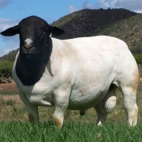 杜泊绵羊大羊价格 直销纯种杜泊绵羊 种羊养殖场 自产