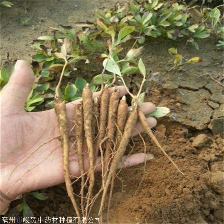 芍药苗的价格