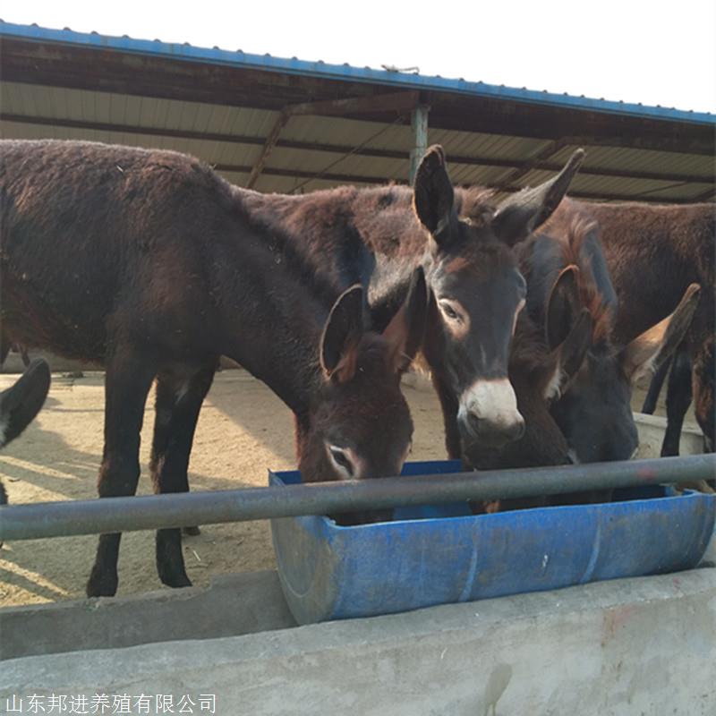 出售关中驴价格每头 本地活体出售三粉驴乌头驴