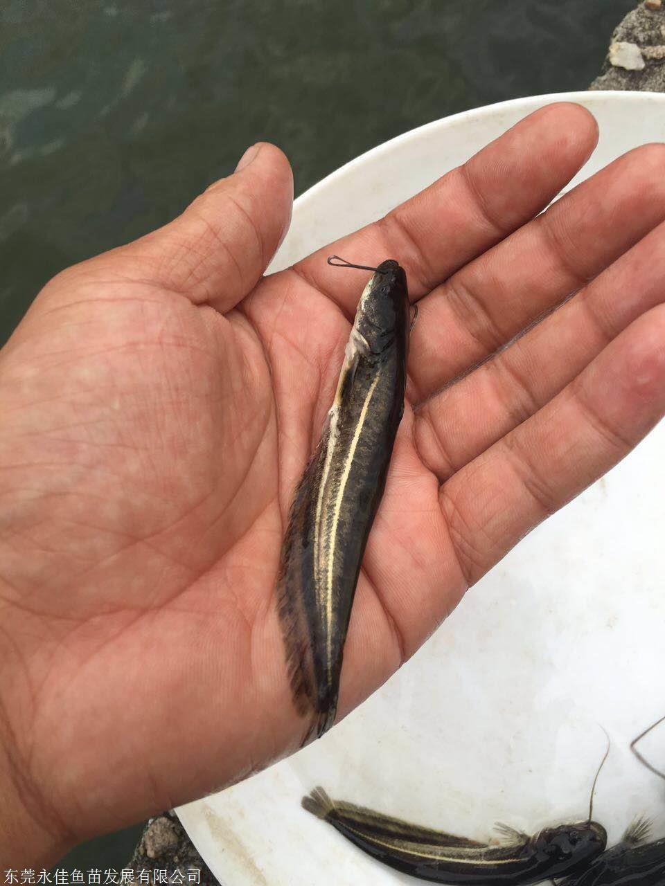 大口鲶鱼鱼苗批发