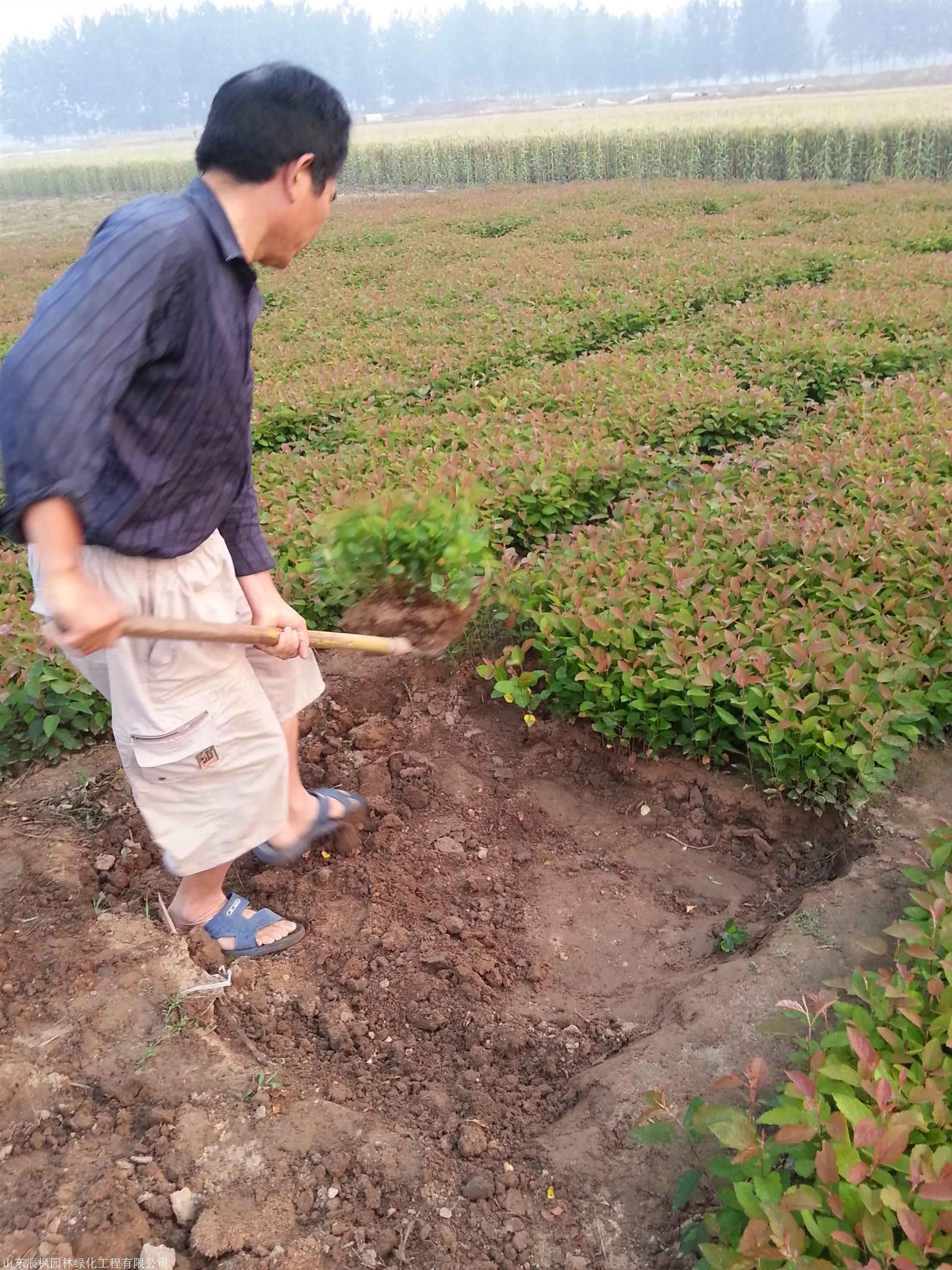 甜茶小水苗平邑甜茶苗山东甜茶苗沂蒙垂丝海棠嫁接苹果树沾木