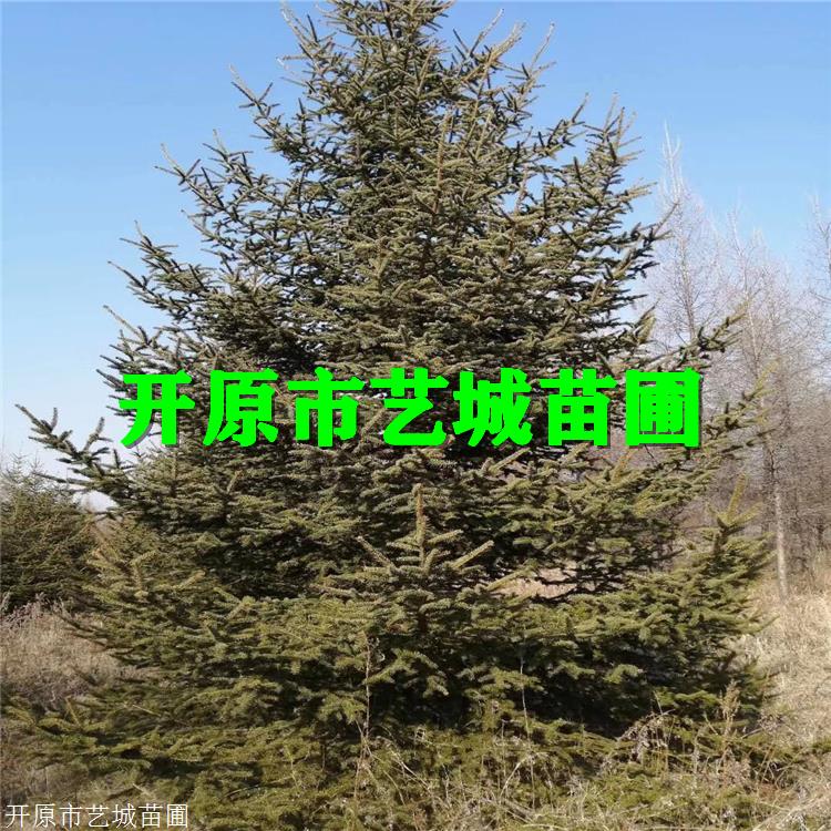 艺城云杉价格大连云杉树包头市市树