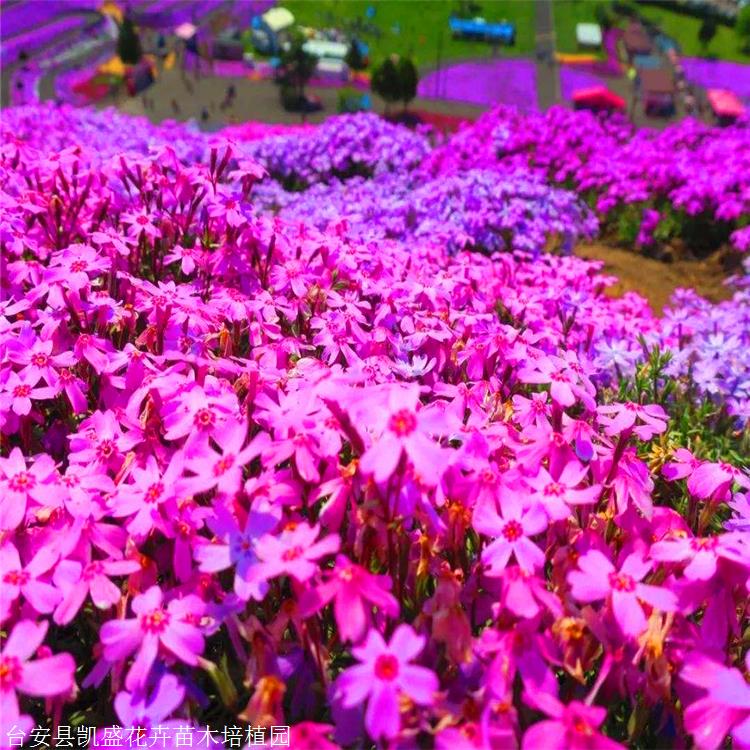 芝樱种植基地 内蒙古芝樱小苗 宿根花卉苗木 花海景观