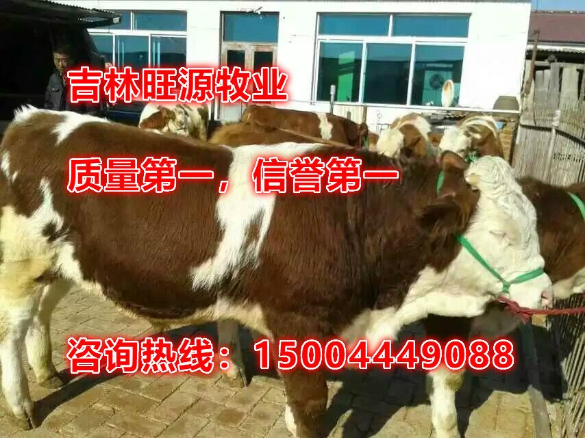 湖北省西门塔尔牛犊多少钱 西门塔尔牛一二三四代