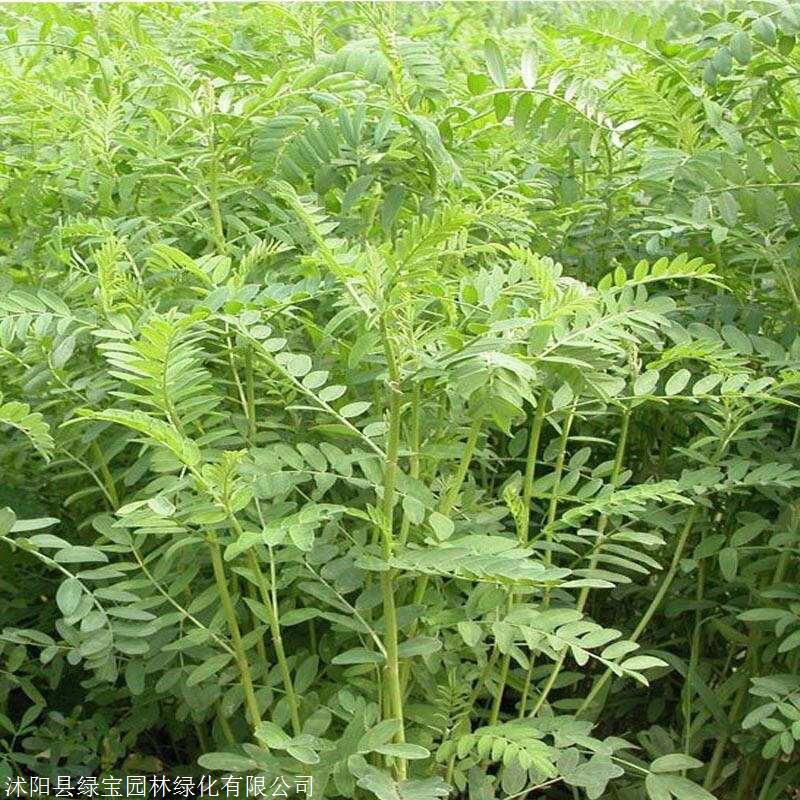 批发零售沙打旺牧草种子高产牧草种子牲畜食用牧草
