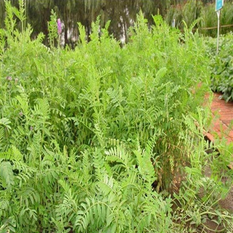 批发零售沙打旺牧草种子高产牧草种子牲畜食用牧草