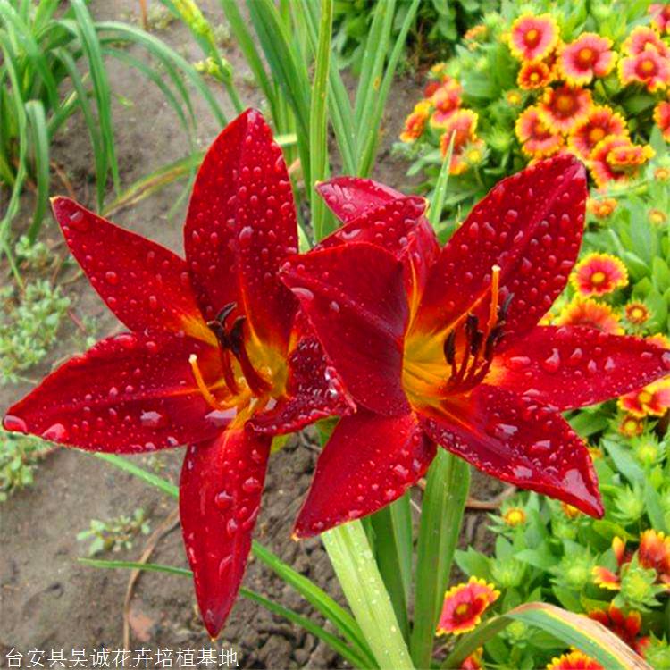 萱草( hemerocallis `batimore orioie" ) 百合科大花萱草属宿根花卉