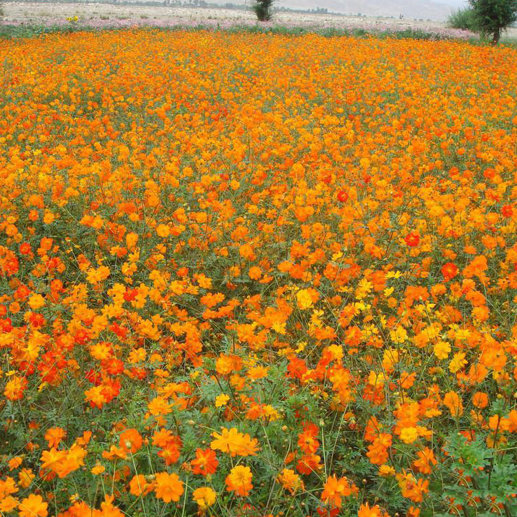 硫华菊花种子种籽 景观公园摄影花海 耐旱耐荫室外花种花田间