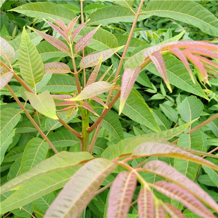 丰田园艺场大棚香椿苗泰安红油香椿苗价格优惠