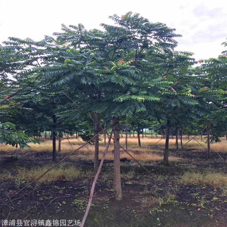 大型种植基地直销广东移植麻楝树麻楝价格