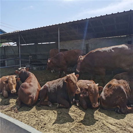 养殖场供应肉牛 西门塔尔牛种养