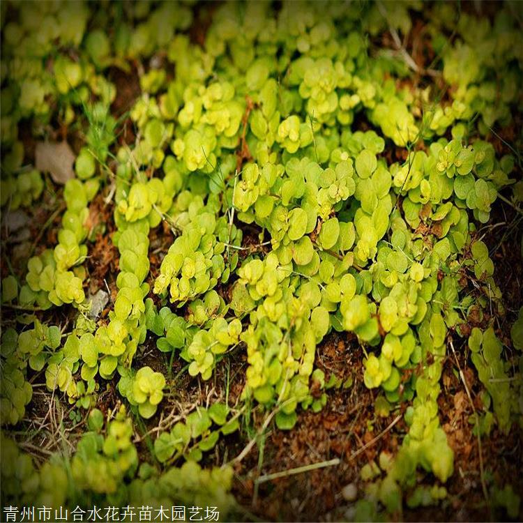 过路黄价格山合水花卉过路黄种植基地真金草走游草铺地莲