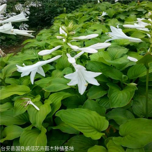 国良 花叶玉簪 观叶花卉盆栽苗 广东玉簪种植基地