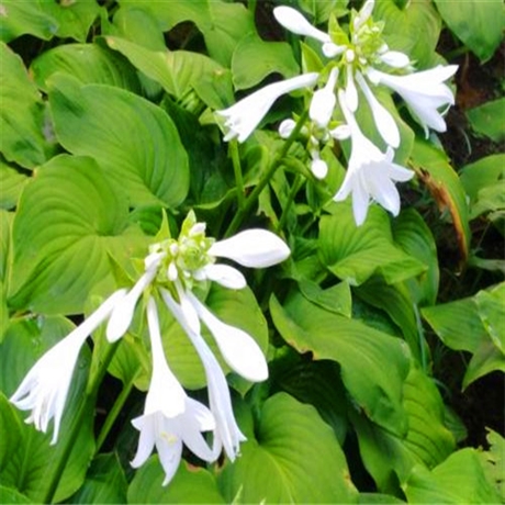 国良 紫玉簪价格 现代庭园美化植物 广东玉簪花盆栽