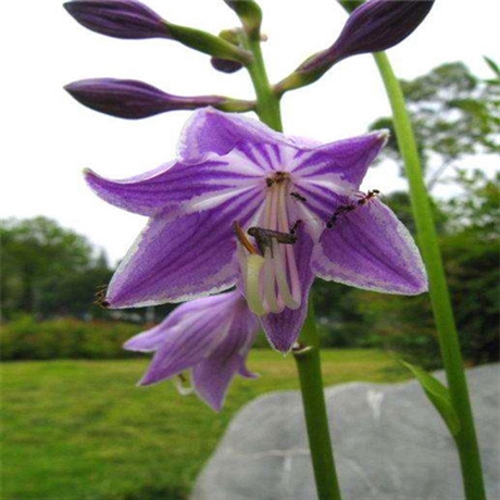 国良花卉 花叶玉簪 玉簪厂家批发种植 湖南玉簪花