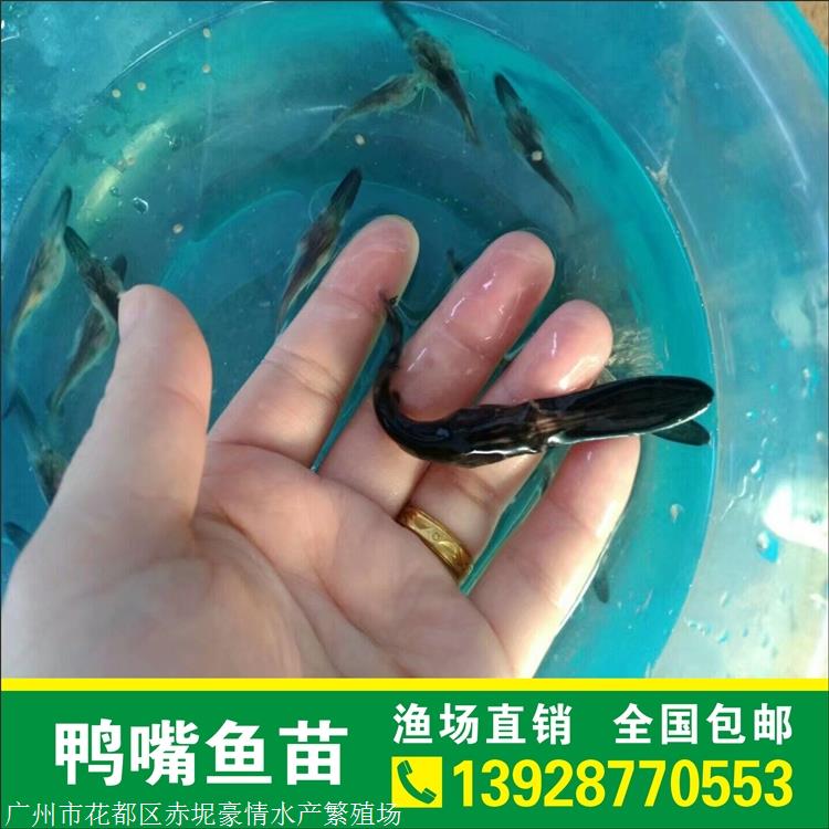 淡水鲟鱼苗 江西鸭嘴鲟鱼苗 广东鸭嘴鱼苗报价 豪情鲟鱼苗批发