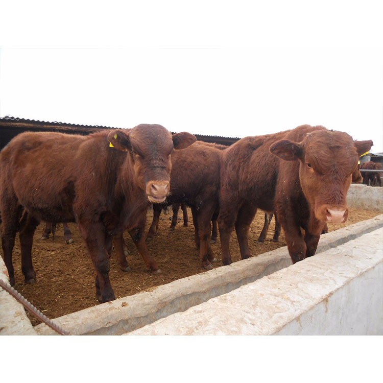 辽宁 利木赞牛肉牛仔 利木赞牛出栏小牛犊 正规肉牛养殖场