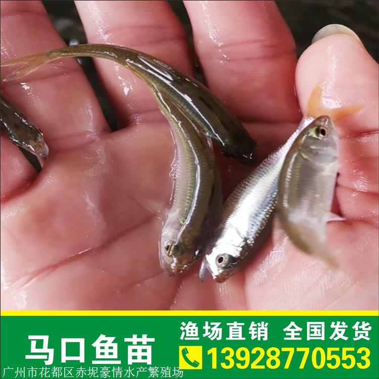 南方马口鱼苗 已驯化鱤鱼苗批发 豪情马口鱼苗报价
