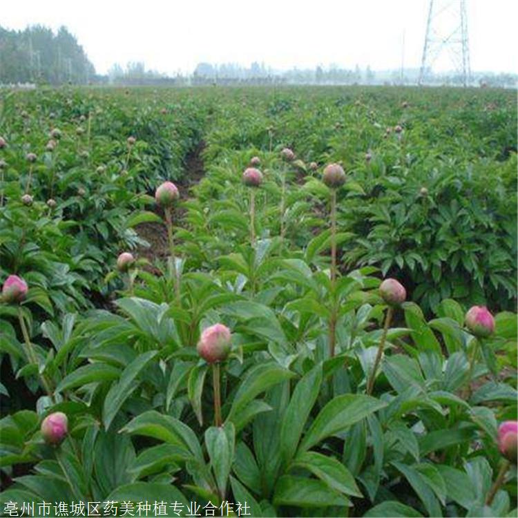 草芍药种植批发基地