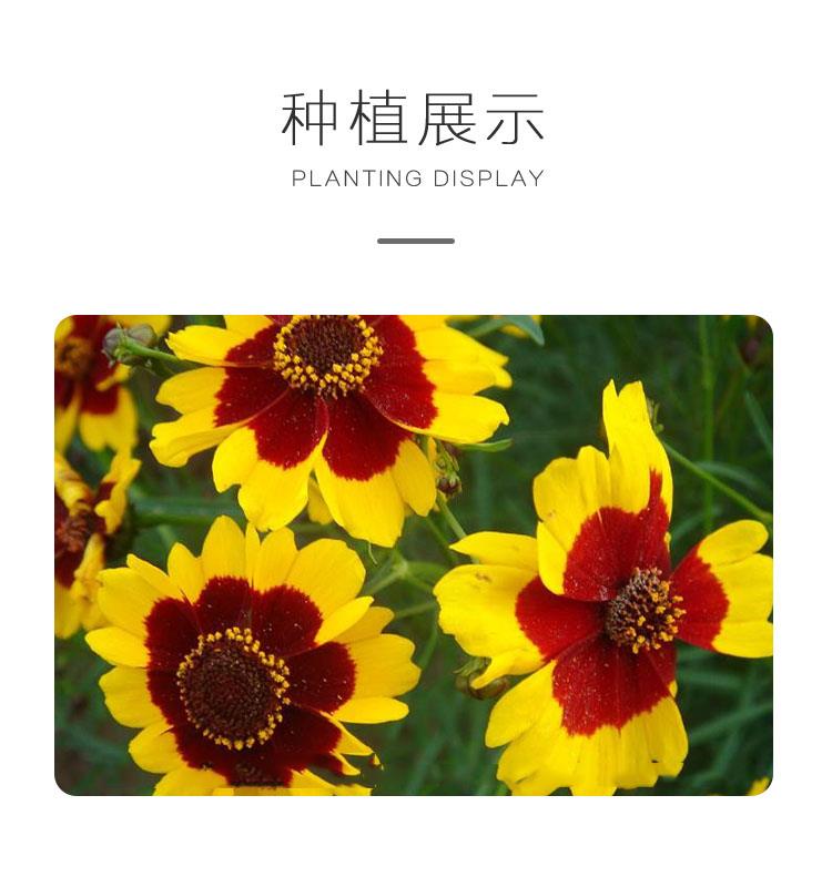 耐寒蛇目菊种子昆仑雪菊天山雪菊花种籽盆栽庭院花卉种子四季