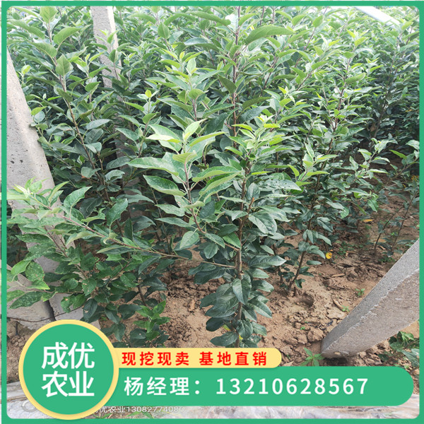 哪里有卖早熟苹果苗新品种的 早熟苹果苗什么品种好