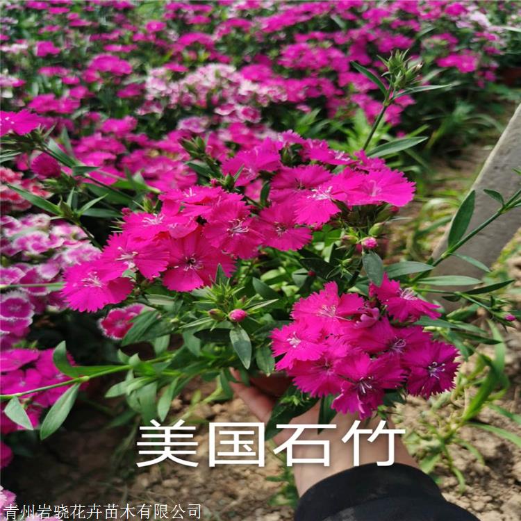 批发美国石竹甘肃冷型地被石竹四季常绿三季有花岩骁花卉