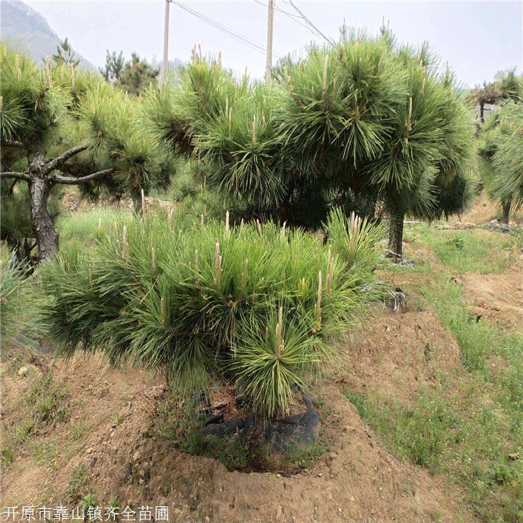 现货油松树苗东北黑松树苗油松批发基地齐全苗圃