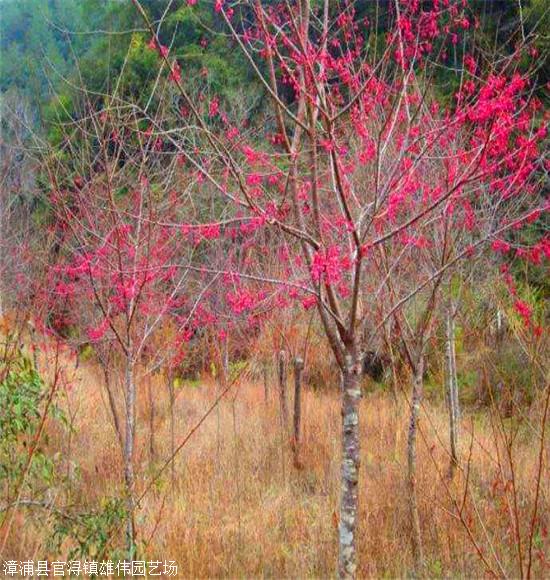 精品樱花出售四川移植山樱花树 规格齐全 基地直销