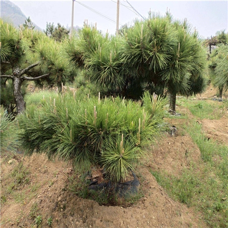 现货造型油松树苗东北黑松短叶松辽宁油松基地齐全苗圃