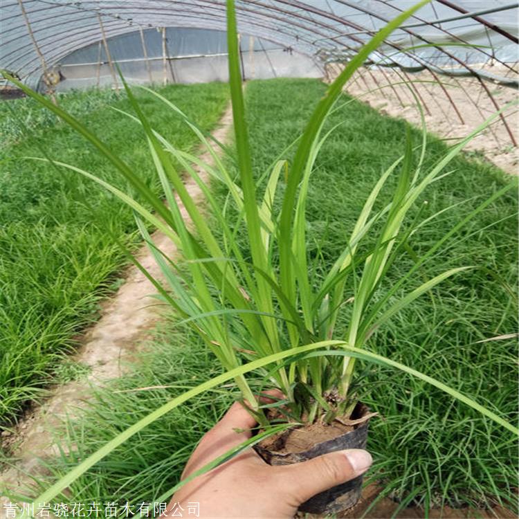 岩骁涝峪苔草天津崂峪苔草容器苗宿根草本供应