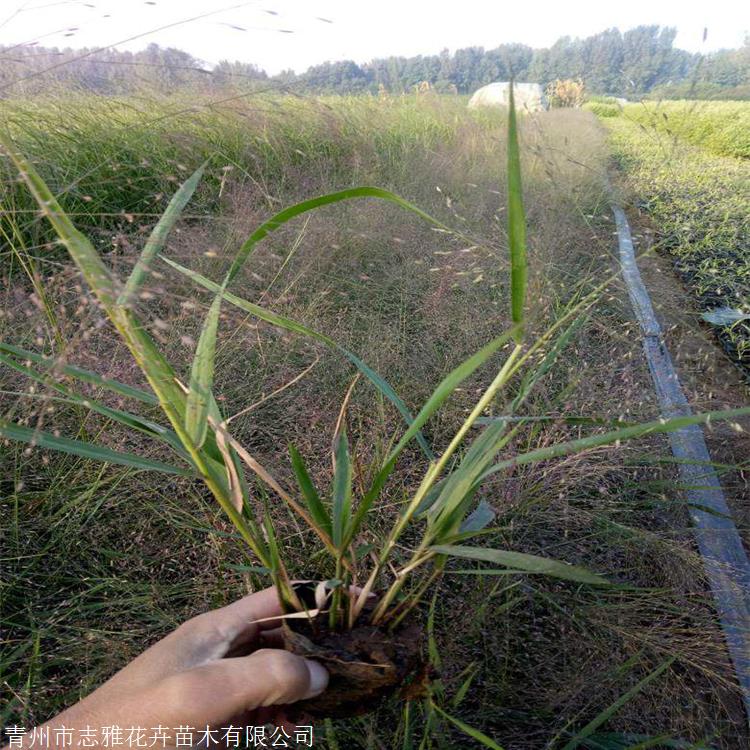 崂峪苔草苗 新疆涝峪苔草批发 成活率高 产地供应 志雅