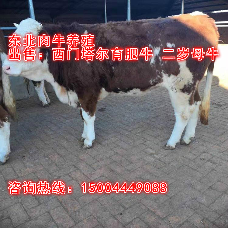 西门塔尔牛犊多少钱 肉牛犊真实价格