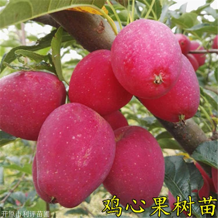 利评 锦绣海棠苗 北京锦绣海棠果树苗 占地苗 量大价优