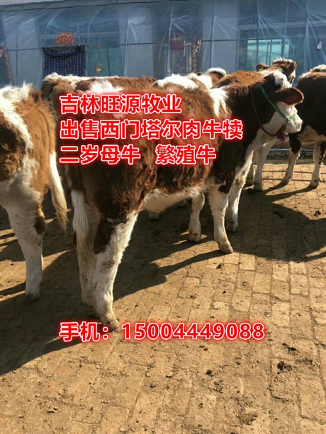 山东省纯种西门塔尔牛价格