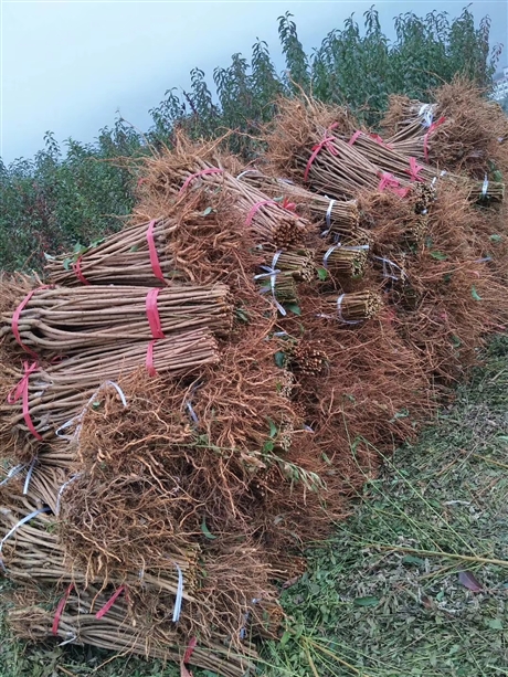 贵州蜂糖李小苗价格 蜂糖李小苗种植基地