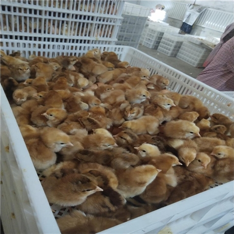 整齐度高九斤黄鸡苗红玉380鸡苗养鸡场批发自产自销
