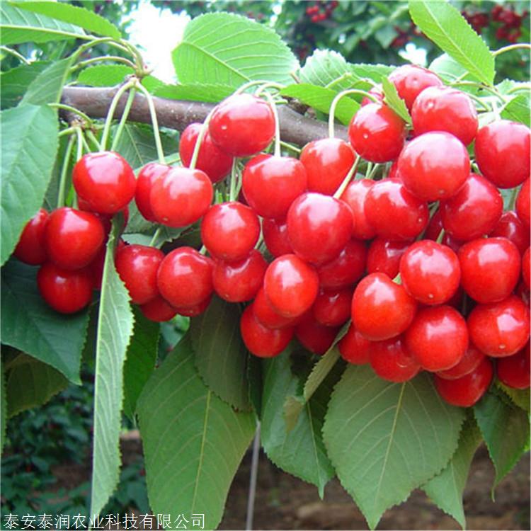 鲁樱三号樱桃苗价格鲁樱三号樱桃苗种植技术