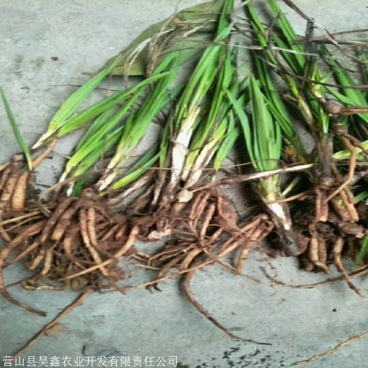 仙茅苗价格 仙茅苗批发 仙茅市场价格 仙茅苗卖