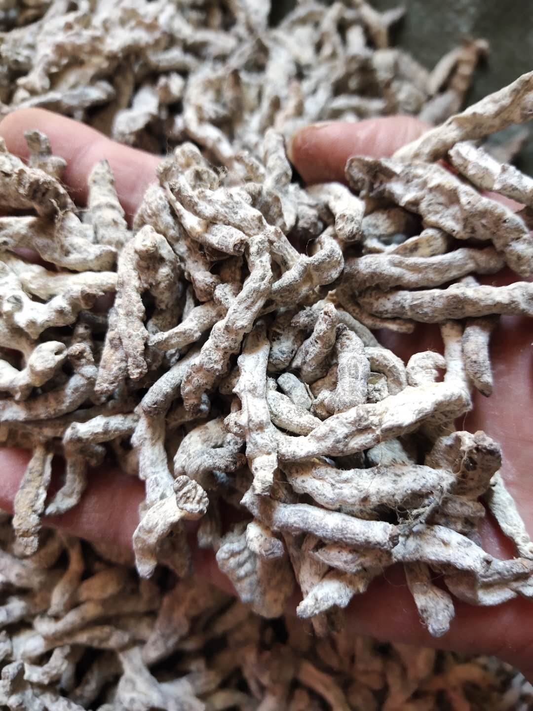 中药材僵蚕批发   僵蚕的药用价值