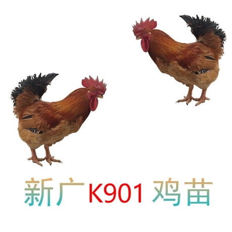 销售新广k901鸡苗厂家批发,新广k901鸡苗价格